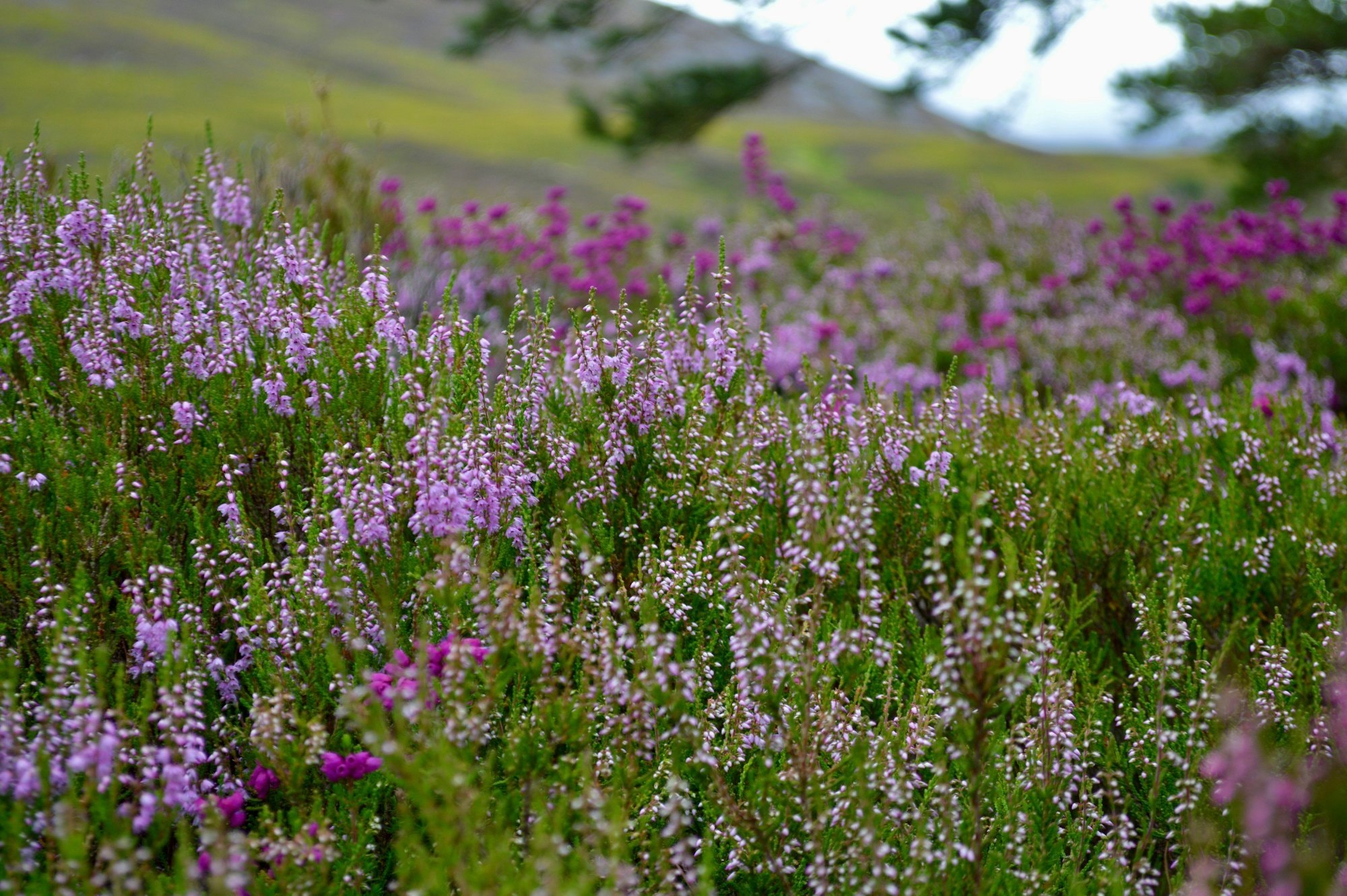 A field of purple heather flowers in late summer