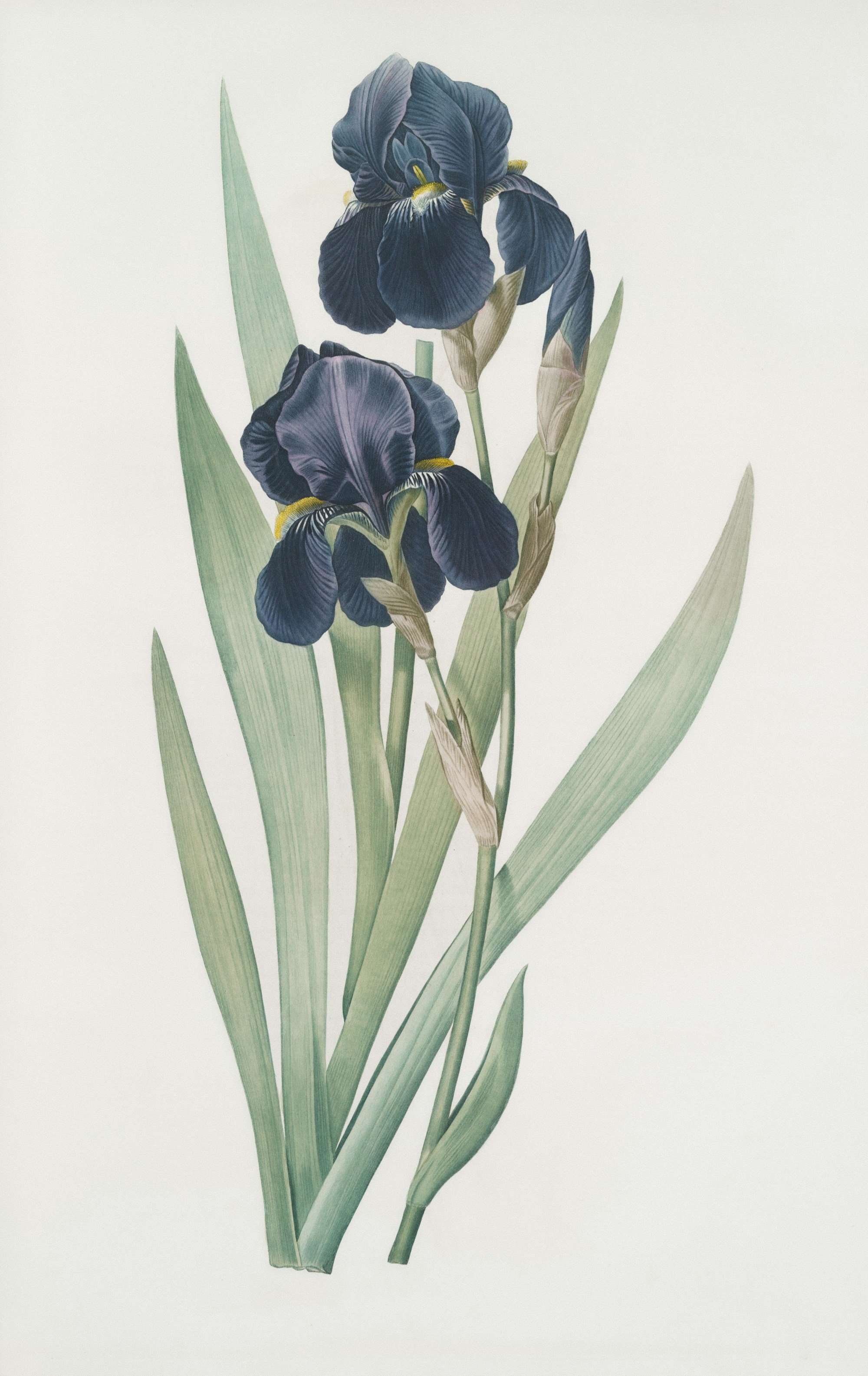 Two dark purple irises with long green leaves on a white background